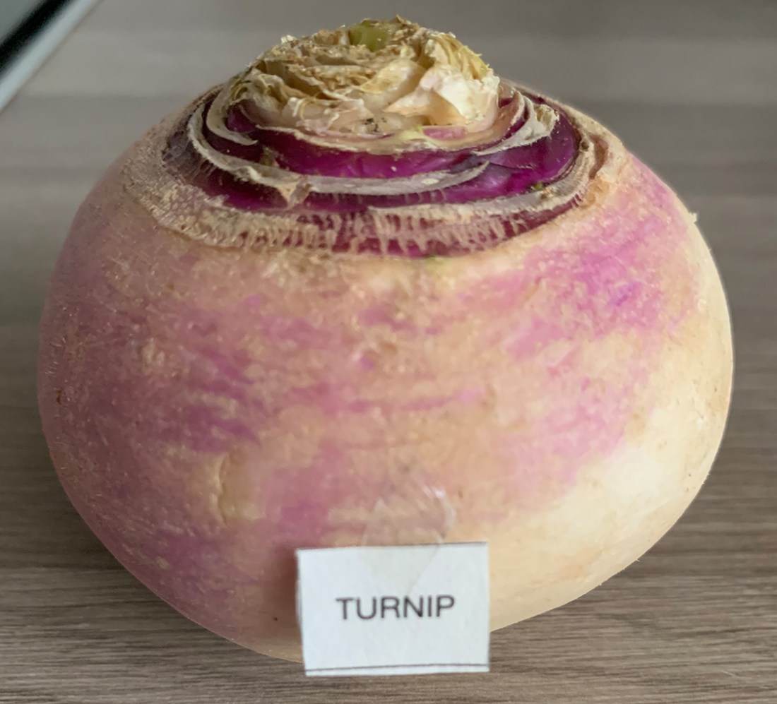 Turnip